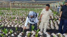 Bupati Ngada, Raymudus Bena ketika mendampingi Staf Kementan RI meninjau lokasi pembibitan Kelapa Raksasa. (Foto: Humas Prokopim Ngada).