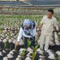 Bupati Ngada, Raymudus Bena ketika mendampingi Staf Kementan RI meninjau lokasi pembibitan Kelapa Raksasa. (Foto: Humas Prokopim Ngada).