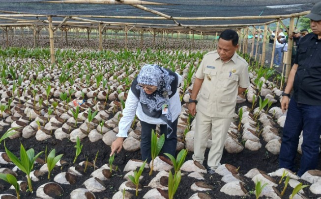Bupati Ngada, Raymudus Bena ketika mendampingi Staf Kementan RI meninjau lokasi pembibitan Kelapa Raksasa. (Foto: Humas Prokopim Ngada).