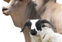 Ilustrasi hewan qurban sapi dan kambing