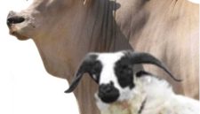 Ilustrasi hewan qurban sapi dan kambing
