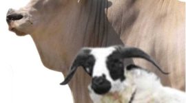 Ilustrasi hewan qurban sapi dan kambing