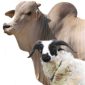Ilustrasi hewan qurban sapi dan kambing