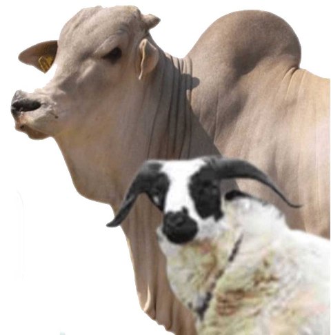 Ilustrasi hewan qurban sapi dan kambing