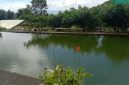 Kolam Pembesaran Ikan Bejo. (Foto: Elfrat Frans Dhena)