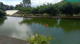 Kolam Pembesaran Ikan Bejo. (Foto: Elfrat Frans Dhena)
