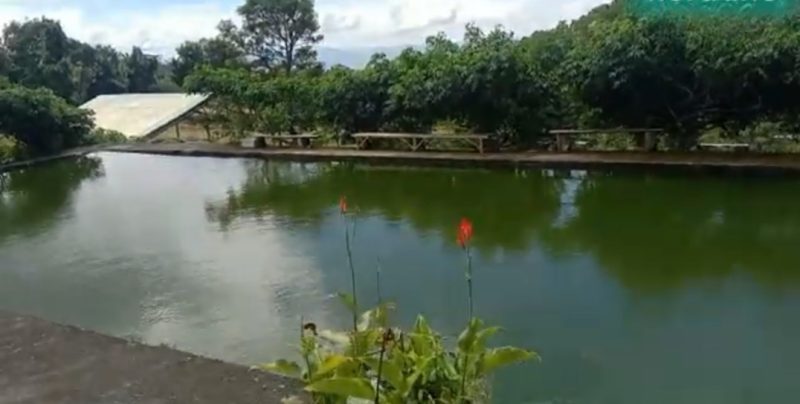 Kolam Pembesaran Ikan Bejo. (Foto: Elfrat Frans Dhena)