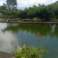 Kolam Pembesaran Ikan Bejo. (Foto: Elfrat Frans Dhena)